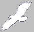 adler